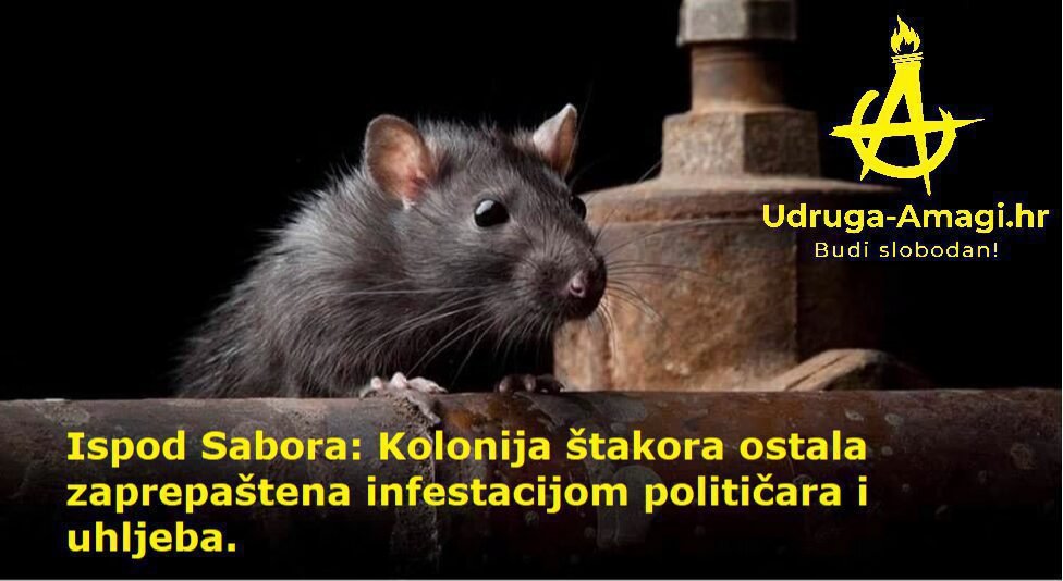 Infestacija uhljeba